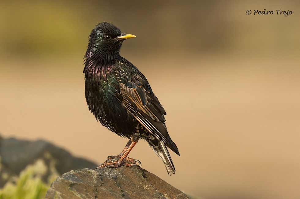 Estornino pinto (Sturnus vulgaris)